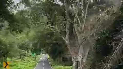 natural forest