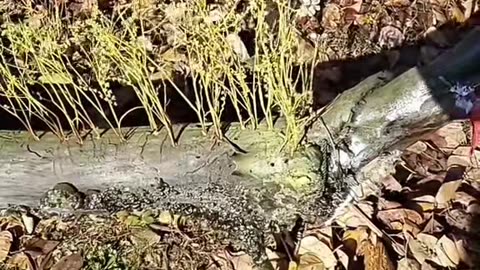 Liking the log Monster