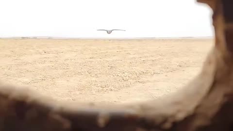 This is how to catch a falcon