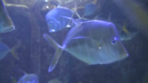 Closeup of Small Gray Tropical Fish