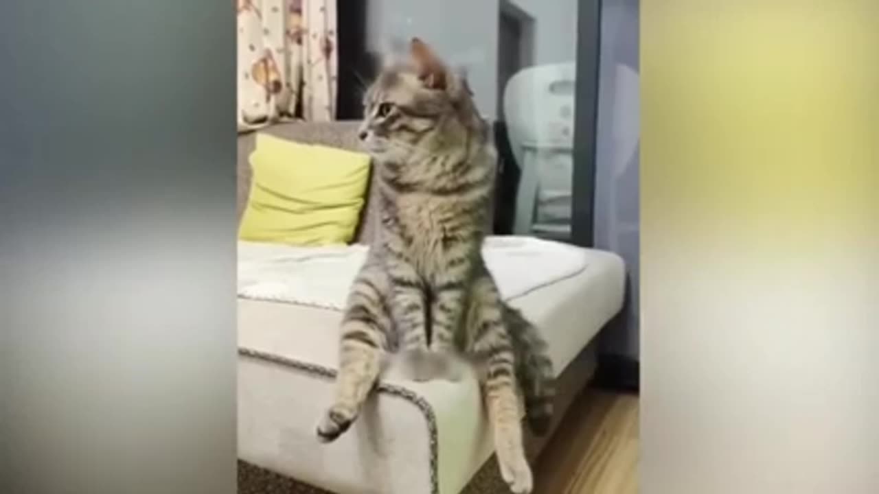 Animale