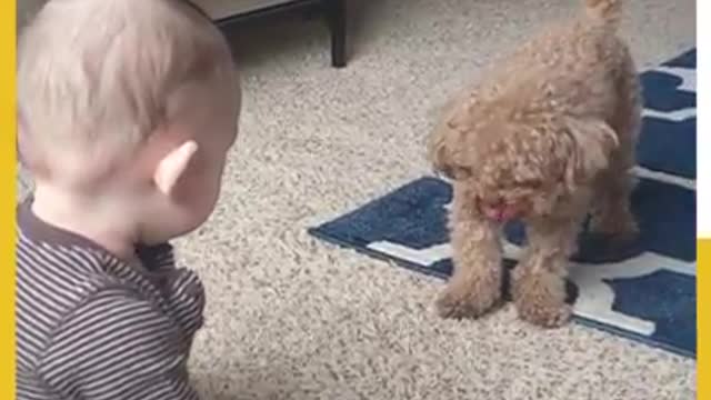 Dog Playfully Jumps Around Baby.