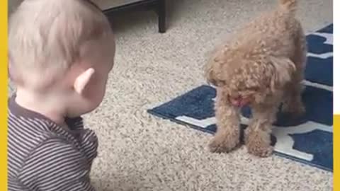 Dog Playfully Jumps Around Baby.