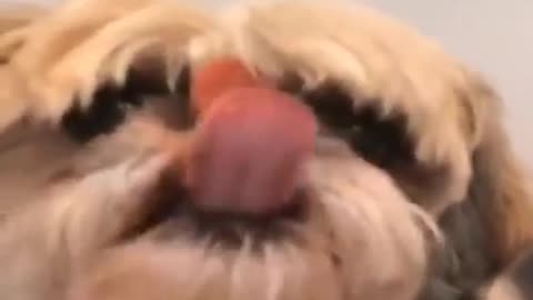 Funny Animals Videos _ Funny Dogs _ Funny Cats