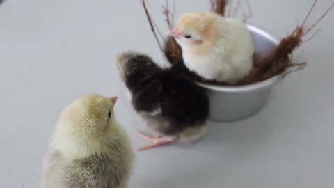 Baby Hen 🥰 cute videos 😘😘😘