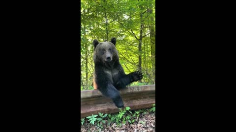 Funniest Animals - Best Of The 2024 Funny Animal Videos 😁