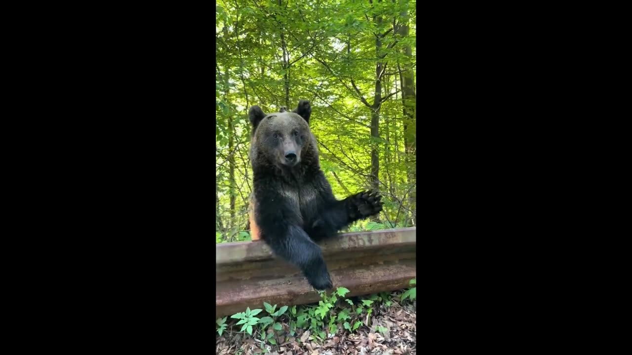 Funniest Animals - Best Of The 2024 Funny Animal Videos 😁