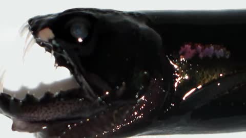 Top 10 Deep Sea Creatures That Are Scarier Than The Megalodon - Part 2