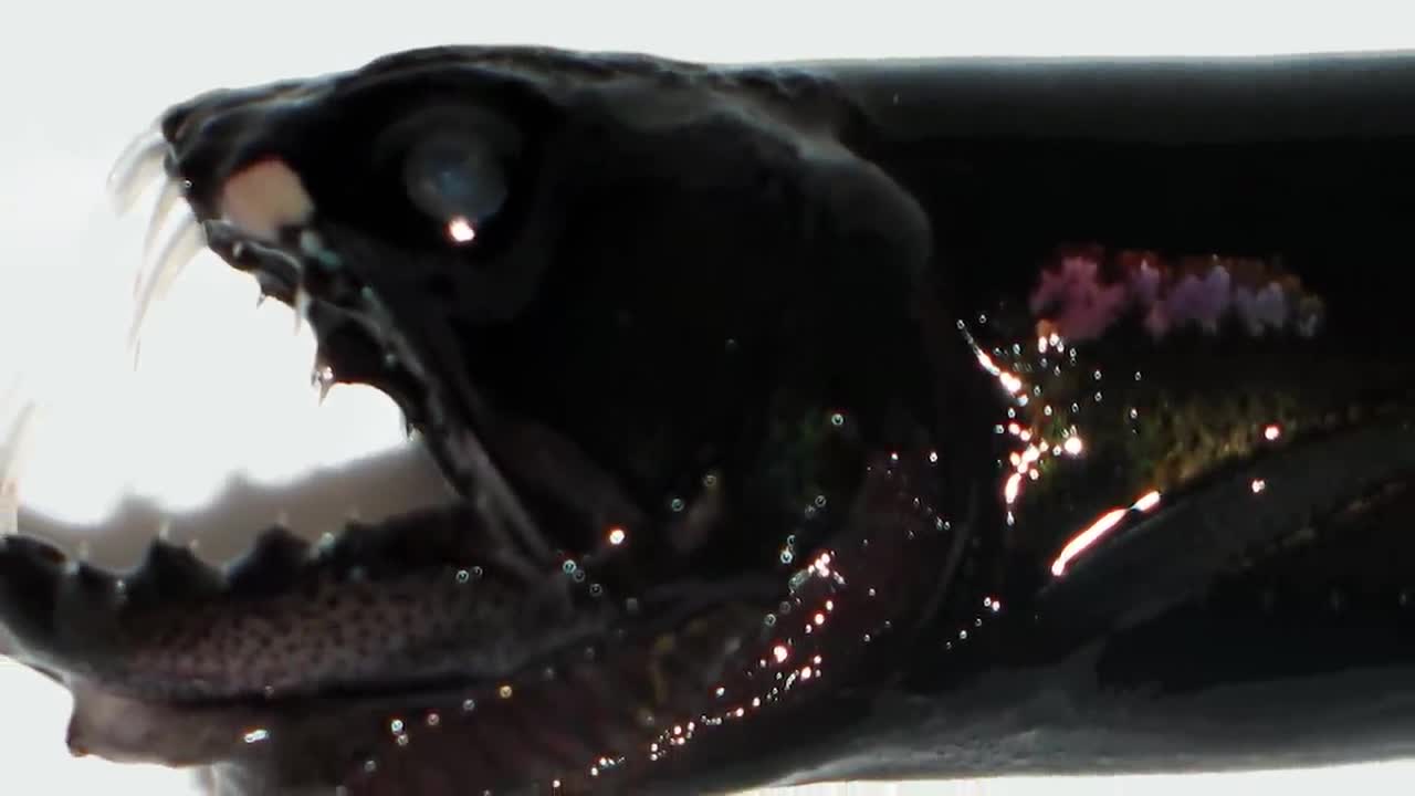 Top 10 Deep Sea Creatures That Are Scarier Than The Megalodon - Part 2
