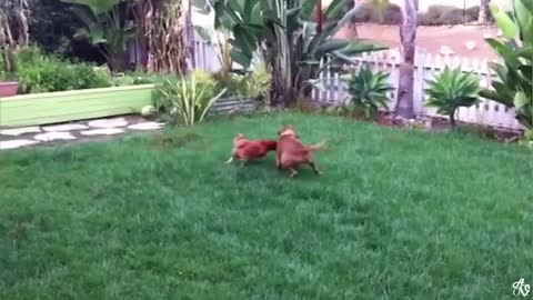 Try Not To Laugh it