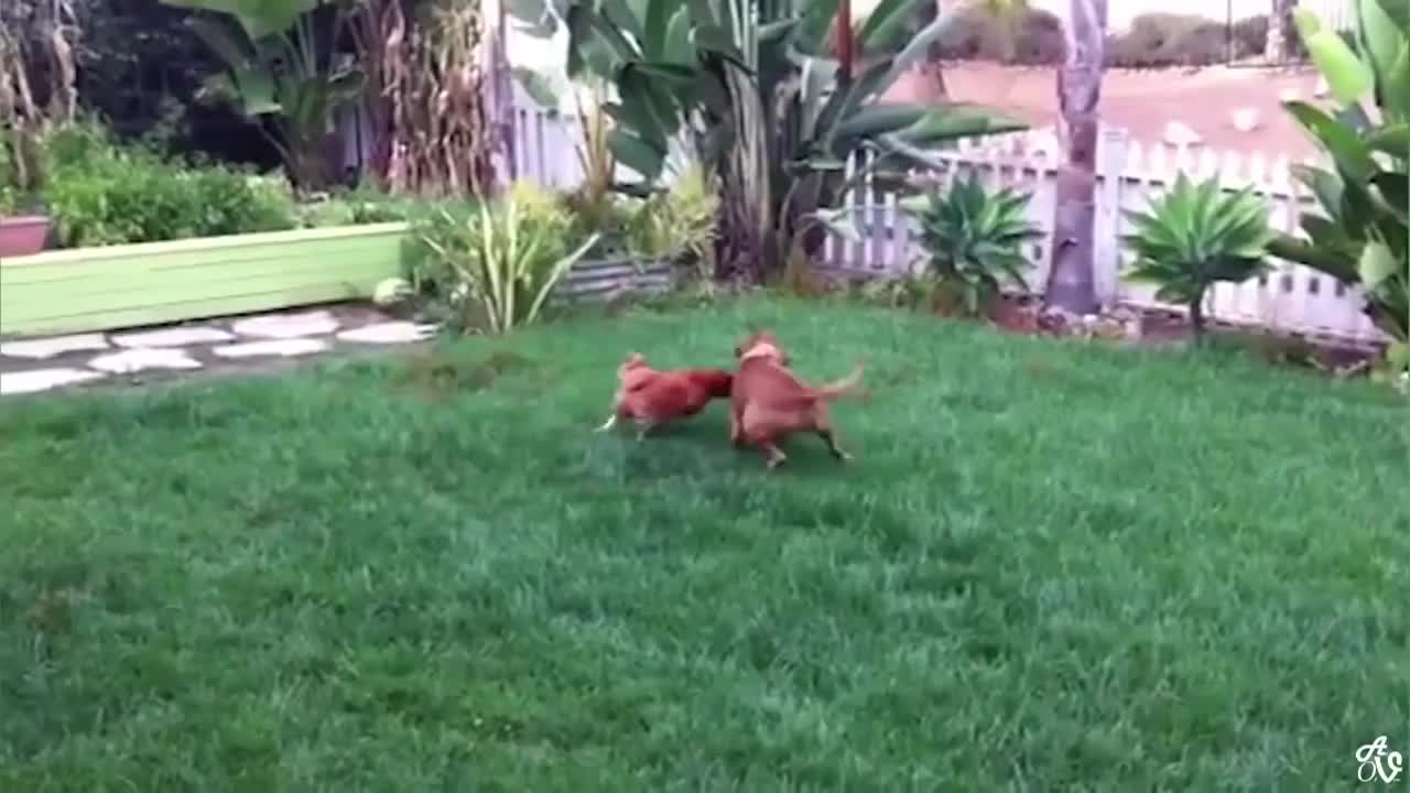 Try Not To Laugh it