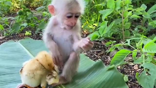 Monkey playing with chicken enjoy Cheeky Monkey Monkey Dance Just like Humans,