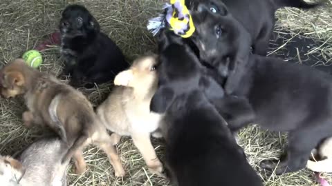 The Final Test. Im Still Worried About this Puppy's MOST DANGEROUS Habit.