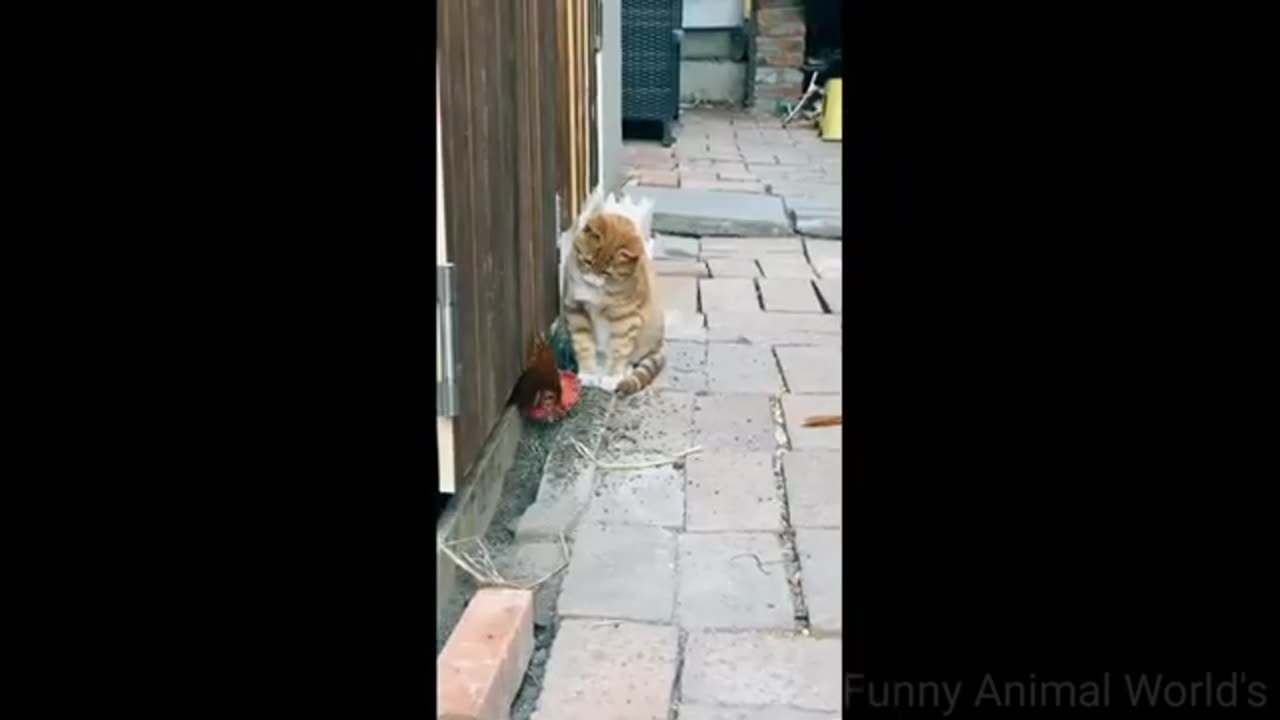 funny animal videos cat and dog videos try not to laugh