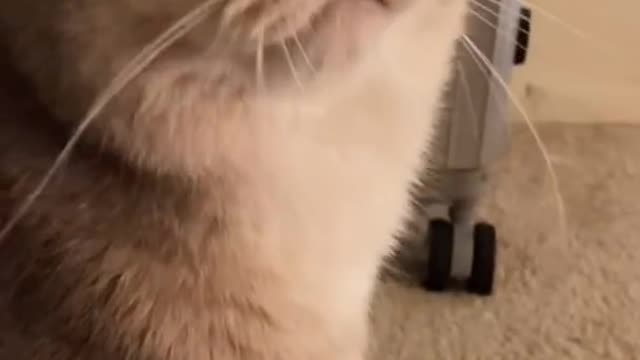 Do you want to get conquered by a cat's meow in three seconds?