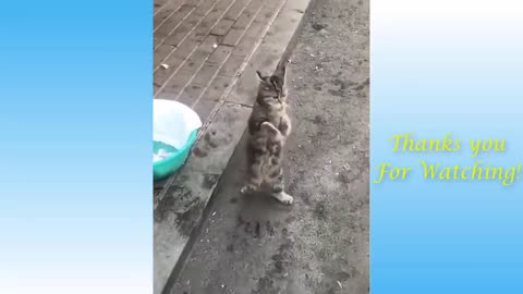 Top Amazing and Funny Cat Videos #Impossiblenottolaugh lol