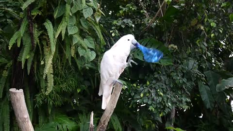 Parrot chewing on a bottle for Animals Lovers