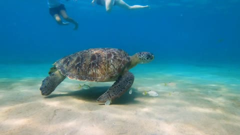 Big turtle in anse Dufour Martinique with plastic in his mouth snorkeling site