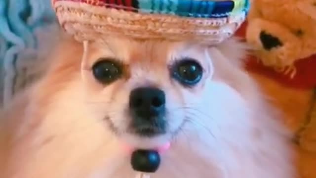 OMG |😲 THESE DOGS ARE SO 🐶 Ultimate Baby Dog |🐕SMART AND FUNNY ||🤣Funny Dog Videos 2021🤣 🐶|