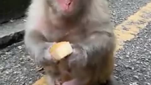 little monkey eating delicious fruits