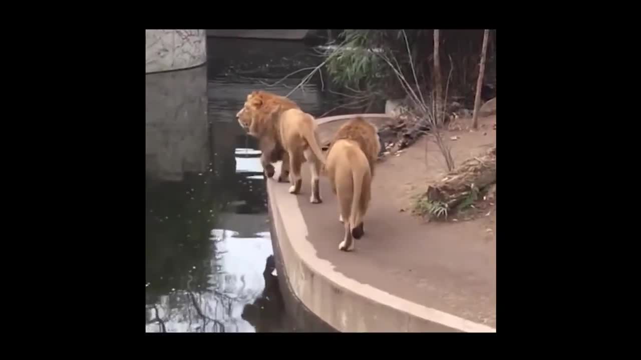 Animals never fail to make us laugh Super funny animal compilation