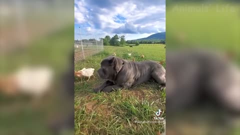 Funniest Dogs And Cats - Best Funny Animal Videos Of The 2021