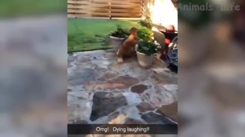 Funny video cat and dog 😂