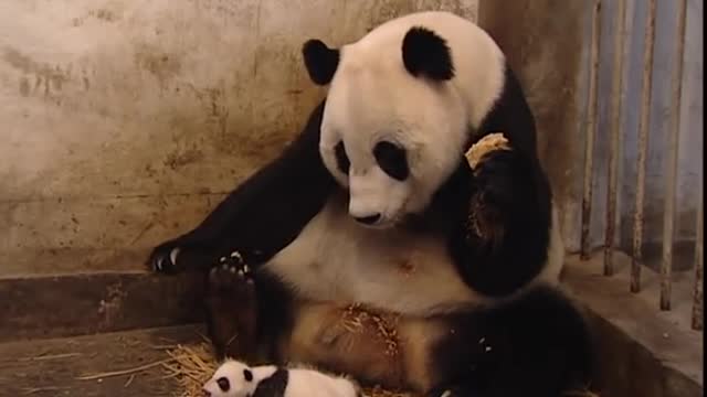 Funny panda get scared from his son๐๐ผ