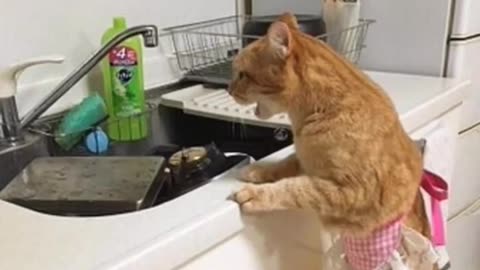 Comedy funny cute cat