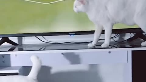 Funny video