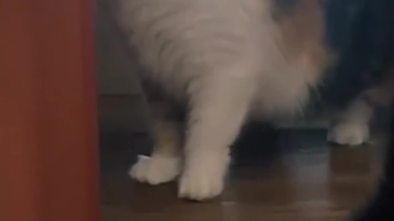 Cats scarred