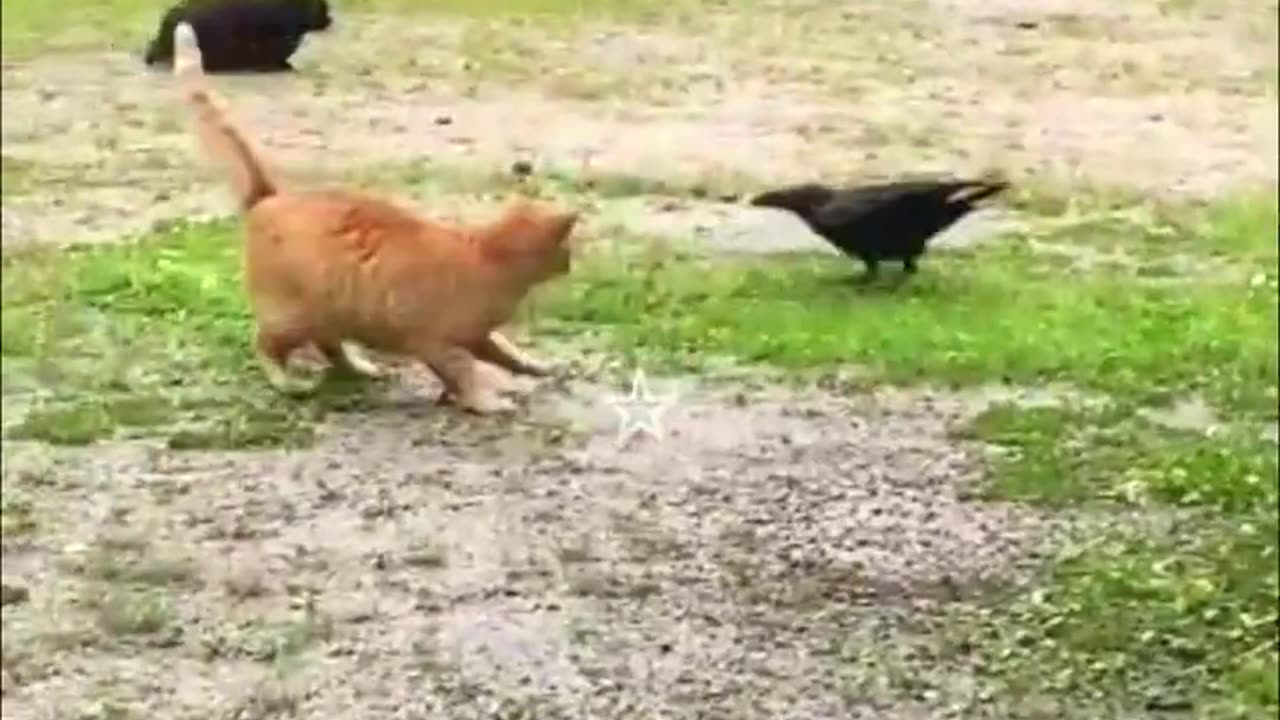 Best Funniest Animal Videos 2023 😅 - Funny Cats And Dogs Videos #2 😂