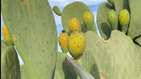 Amazing Satisfying Fruit Compilation 😱