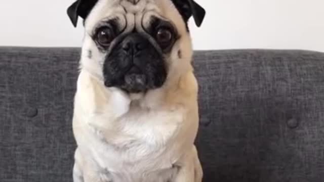 Ultimate Baby Dogs-Cute Funny dog videos compilation