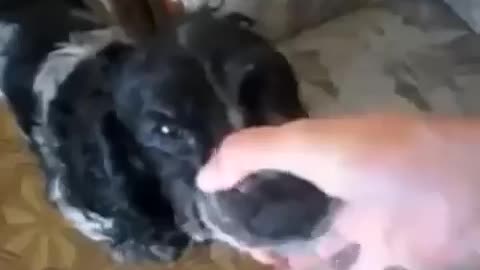 Meme growling dog