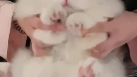 Kitten comes to dance