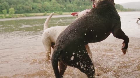 Playful Paws: Dogs Splashing and Sparring in the Water!