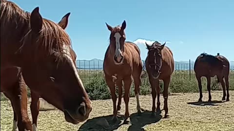 Rio, Aiko, Amber and Dante