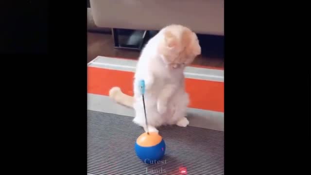 Funny animal video clip (Happy Cat)