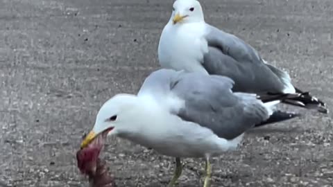 Seagull swallows a whole chicken breast!