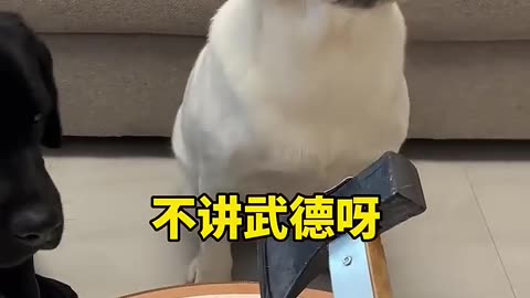 My brave Dog