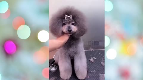 Puppy Having a Nice Haircut After Her Vacation !