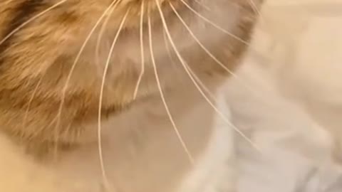 Cat so nice