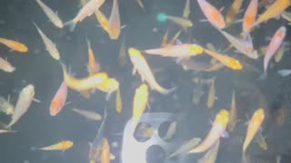 1000x Baby Koi Fry @ Night ready to feed 🎏🐠🐟