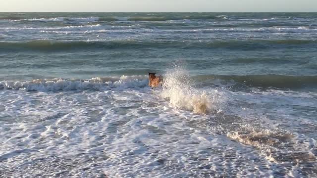 dog runs on see its so funny enjoy this video