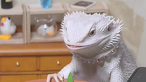 Fantastic animals Feed the lizard