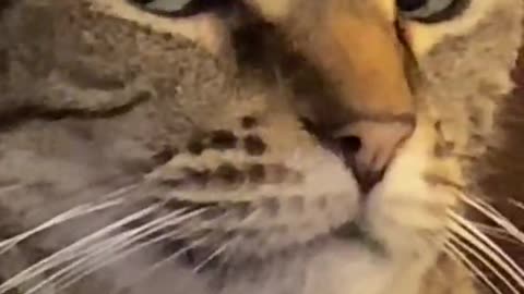 Cat and Baby Funny Video 2021