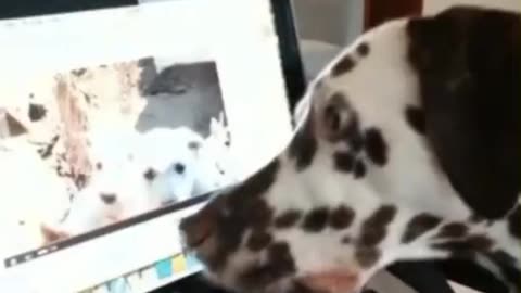 Where They Go 😲Said The Confused Dalmatian