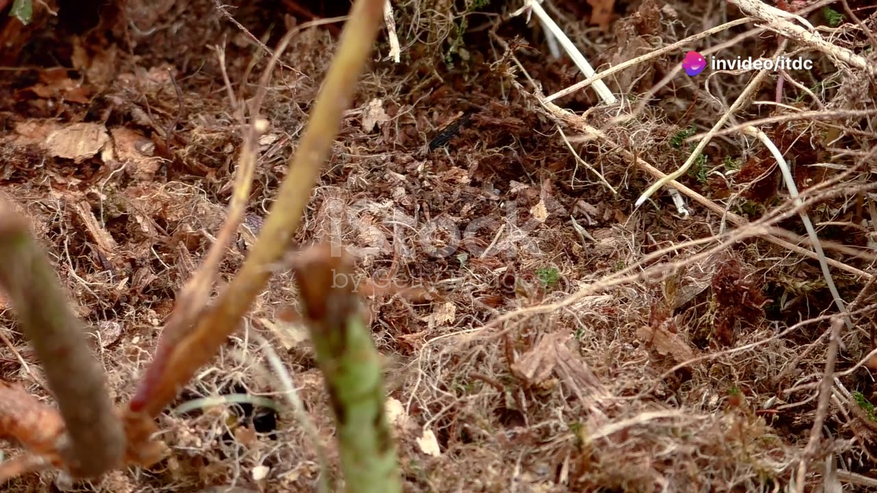 What If We All Mosquitoes Disappeared?