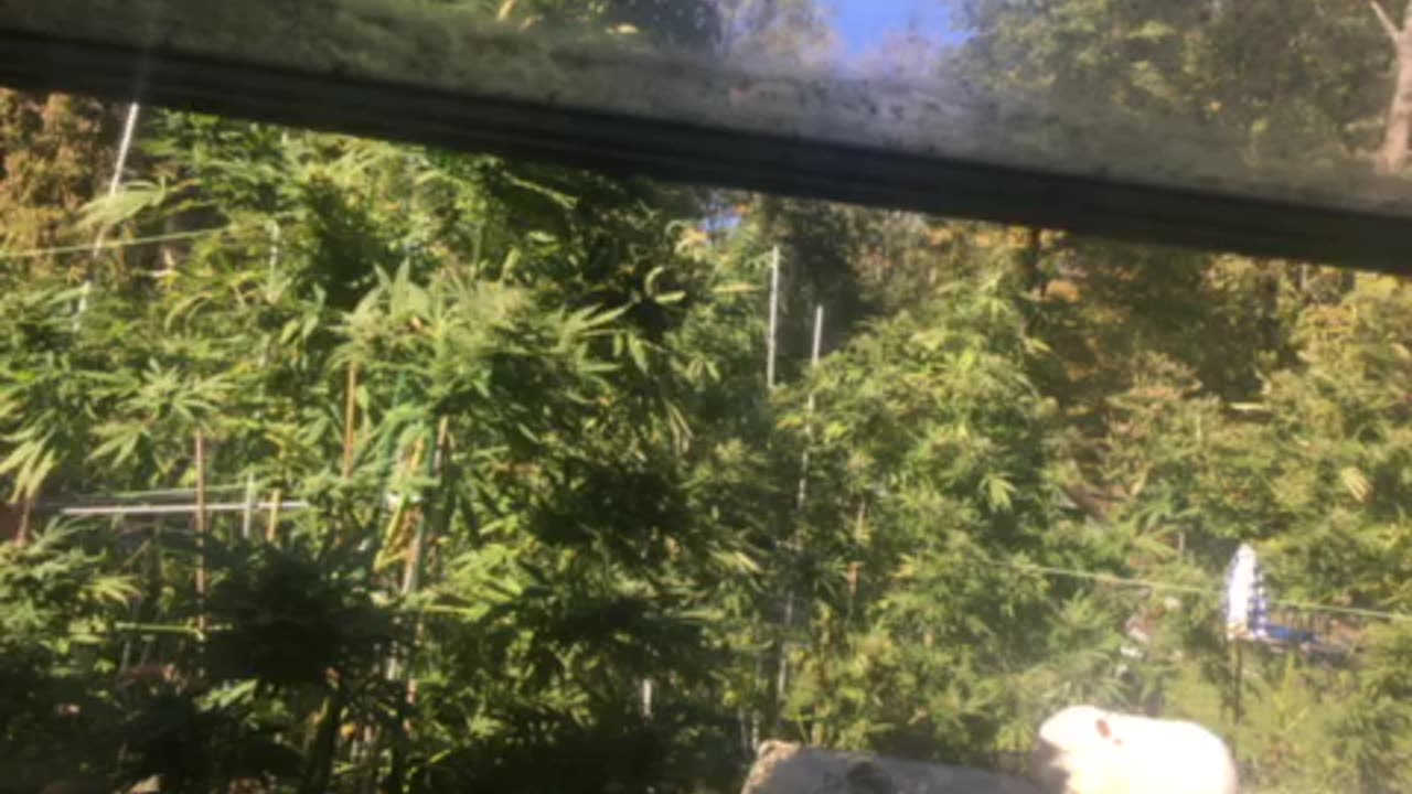 Marijuana plants & government shutdown averted weed growing p 3Derek hunter rumble